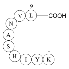 MAP kinase fragment [Multiple species]