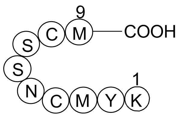 p53 tumor suppressor fragment