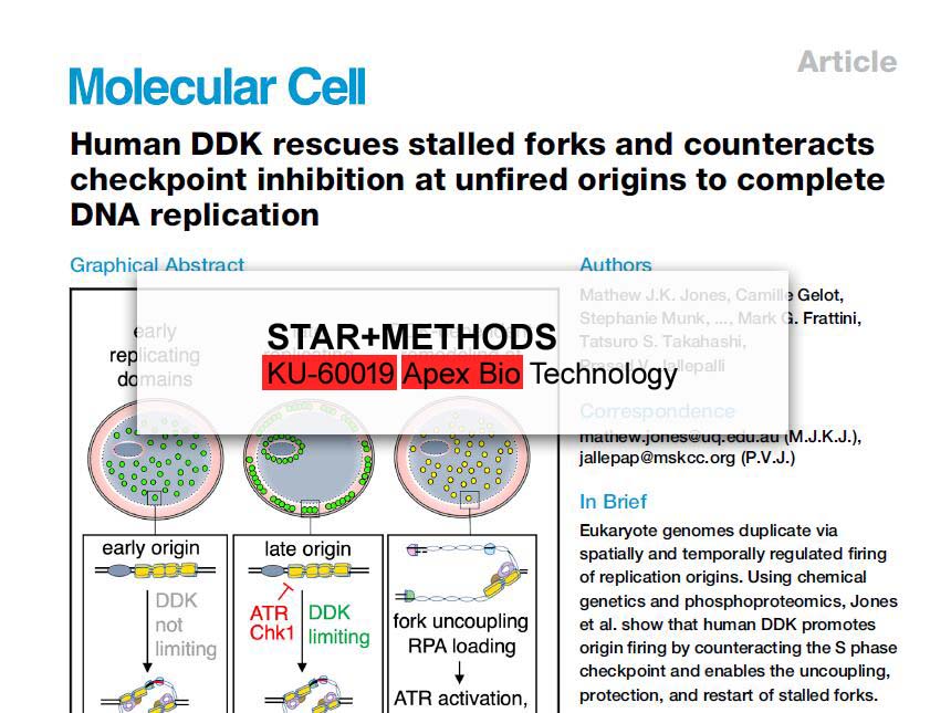KU-60019 - Potent ATM Kinase Inhibitor | APExBIO