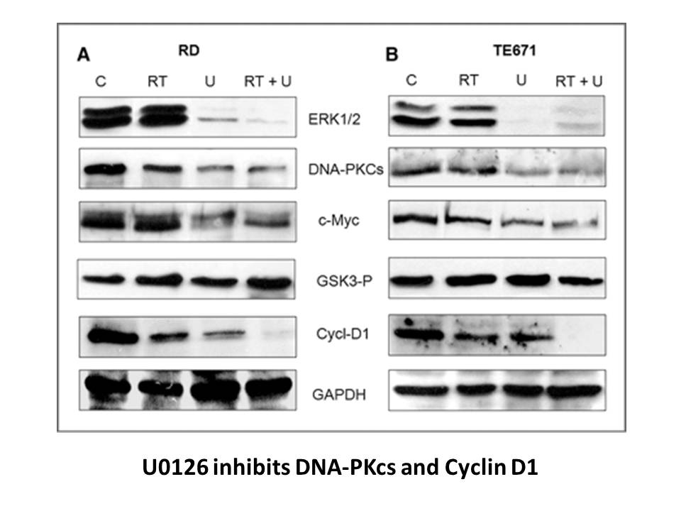 U0126-EtOH