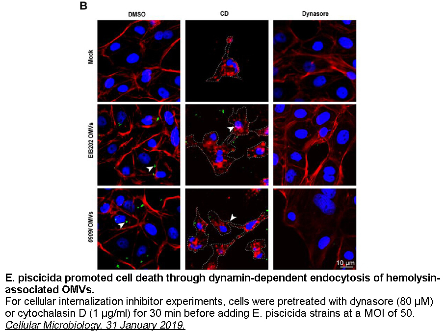 Dynasore