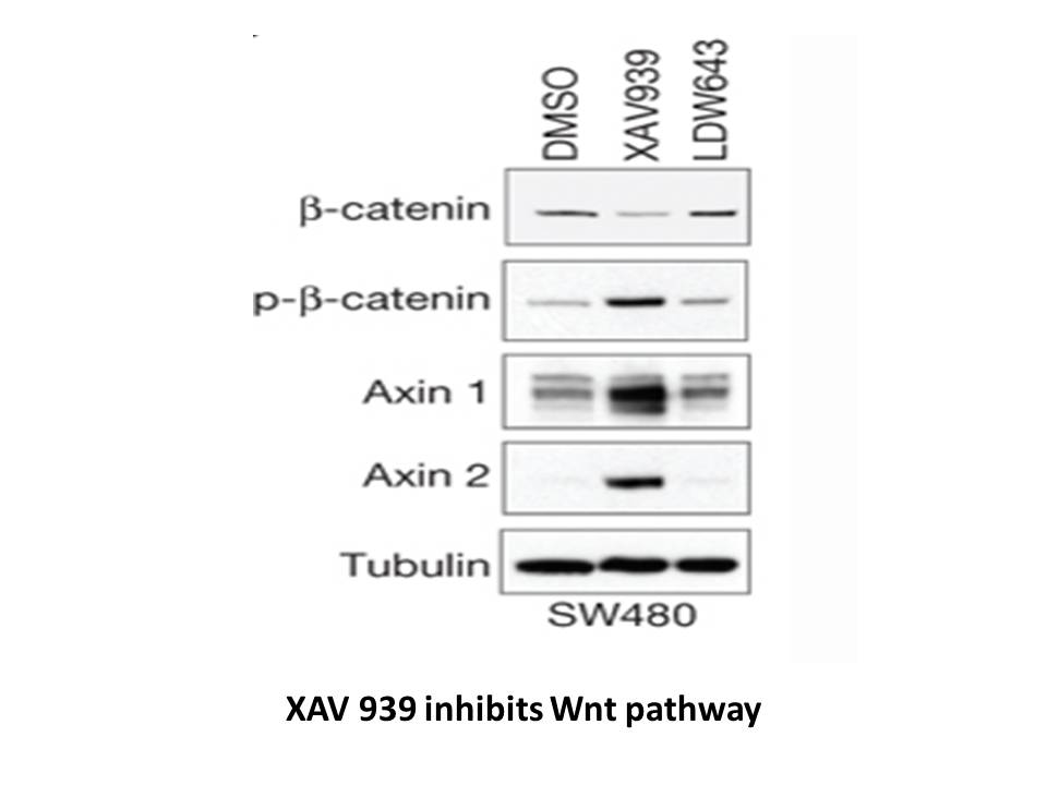 XAV-939