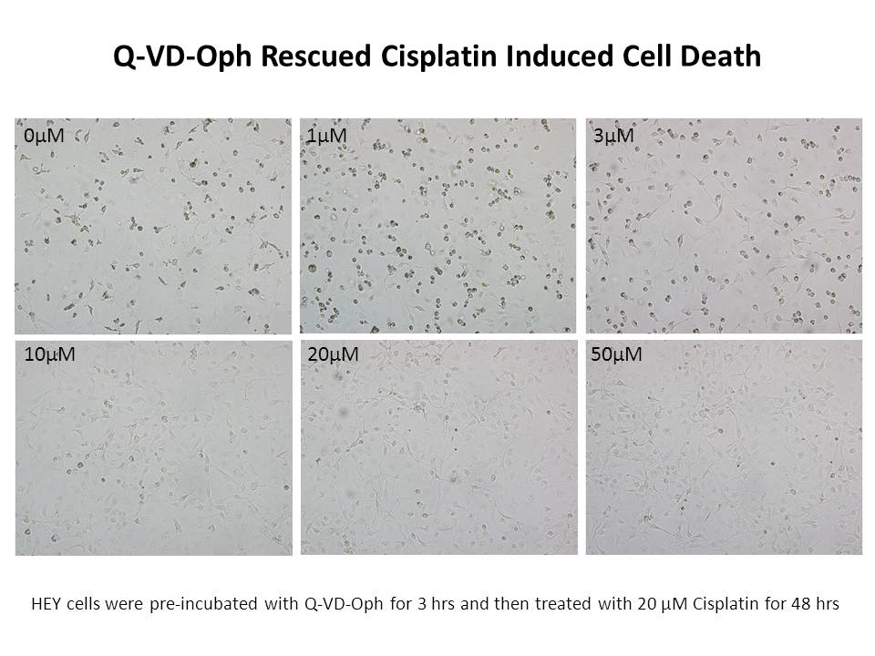 Q-VD-OPh Q-VD-OPh