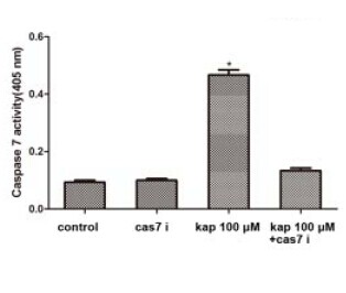 Caspase-3/7