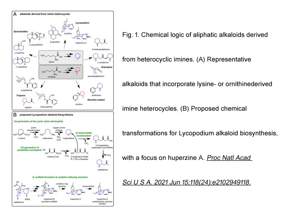 (-)-Huperzine A