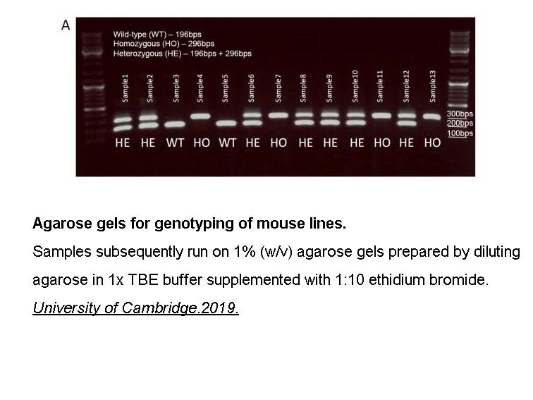 Agarose GPG/LE Agarose GPG/LE