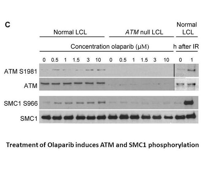 Olaparib (AZD2281, Ku-0059436) Olaparib (AZD2281, Ku-0059436)