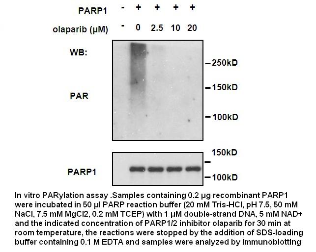 Olaparib (AZD2281, Ku-0059436) Olaparib (AZD2281, Ku-0059436)
