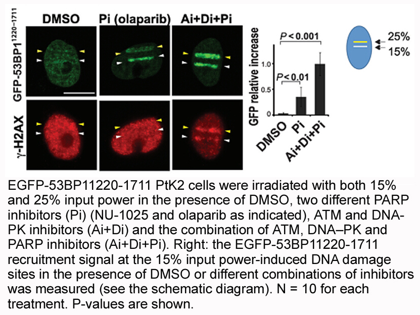 Olaparib (AZD2281, Ku-0059436) Olaparib (AZD2281, Ku-0059436)