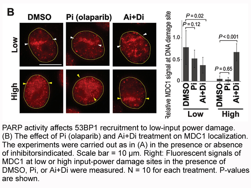 Olaparib (AZD2281, Ku-0059436) Olaparib (AZD2281, Ku-0059436)
