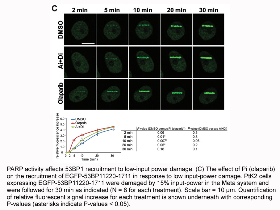 Olaparib (AZD2281, Ku-0059436) Olaparib (AZD2281, Ku-0059436)