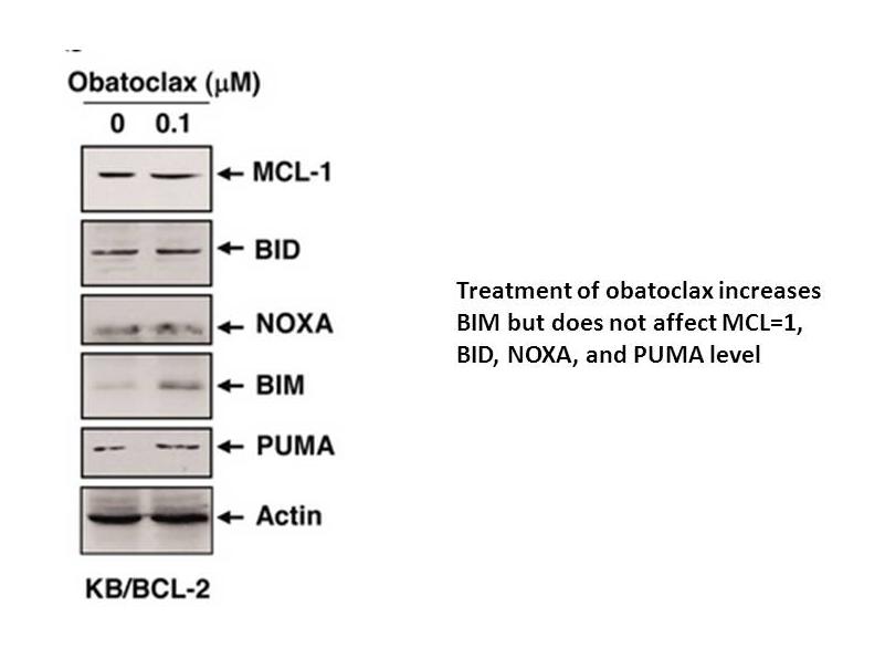 Obatoclax mesylate (GX15-070)