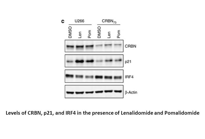 Pomalidomide (CC-4047)