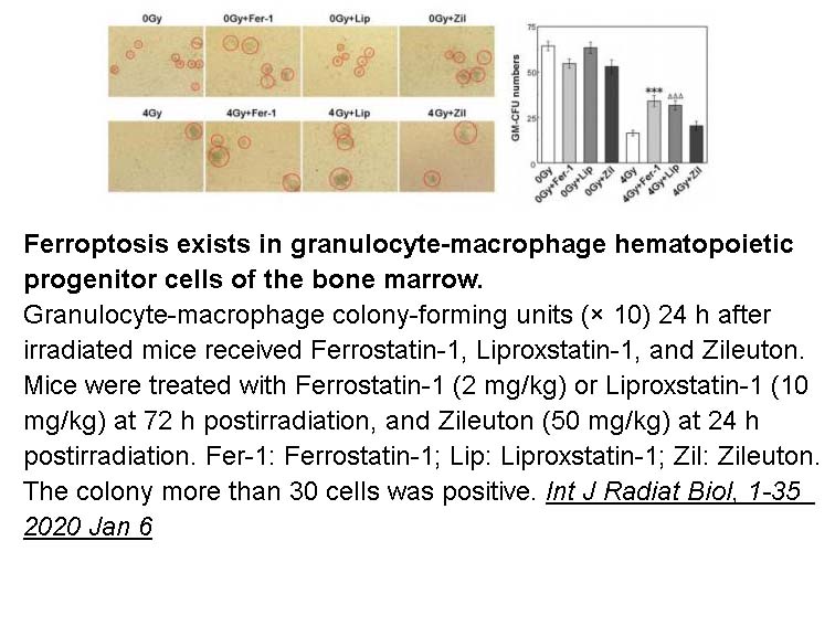 Ferrostatin-1 (Fer-1) Ferrostatin-1 (Fer-1)
