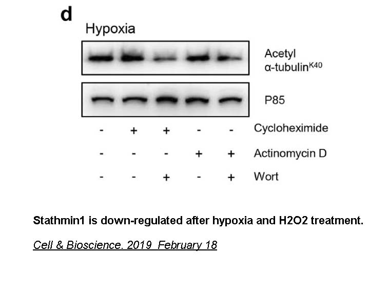 Actinomycin D Actinomycin D