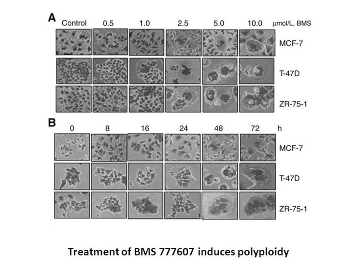 BMS-777607