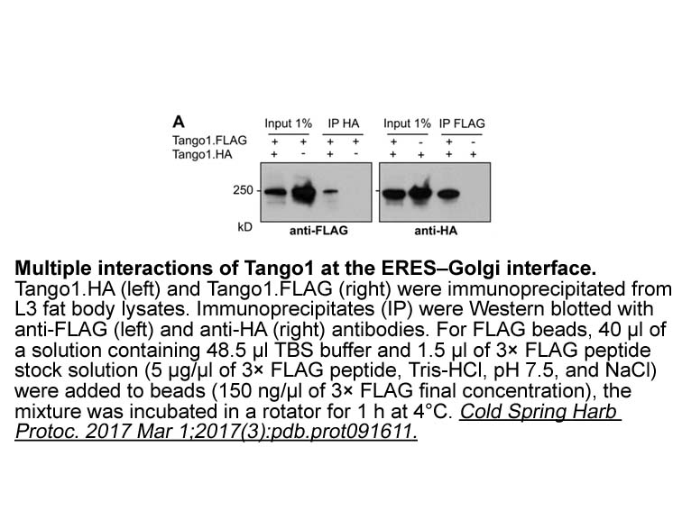 3X FLAG Peptide