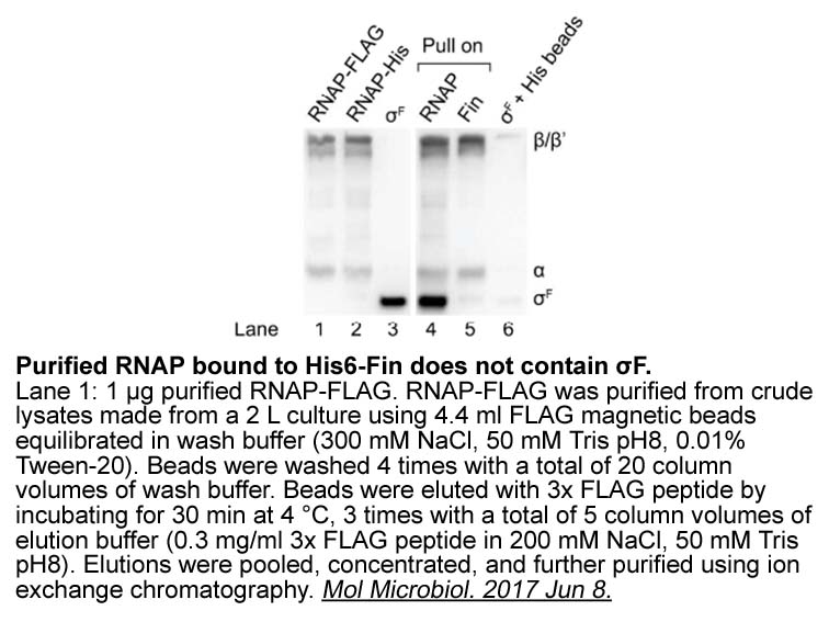 3X FLAG Peptide