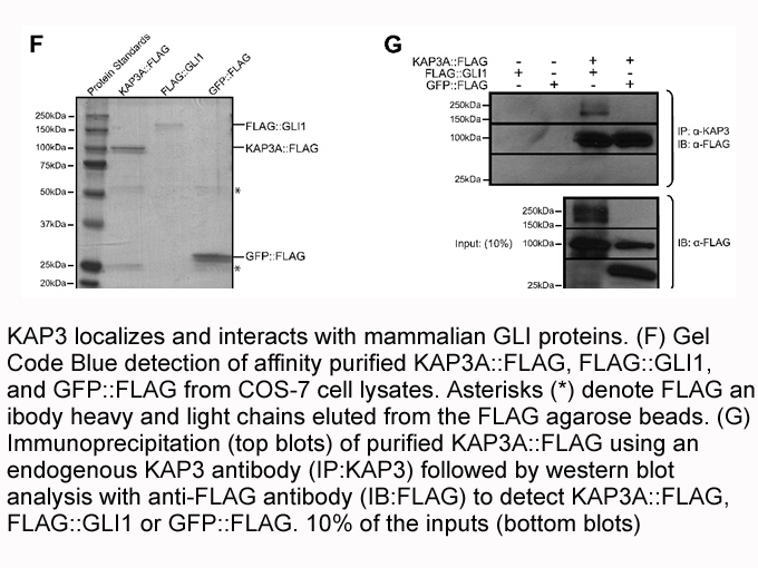 3X FLAG Peptide