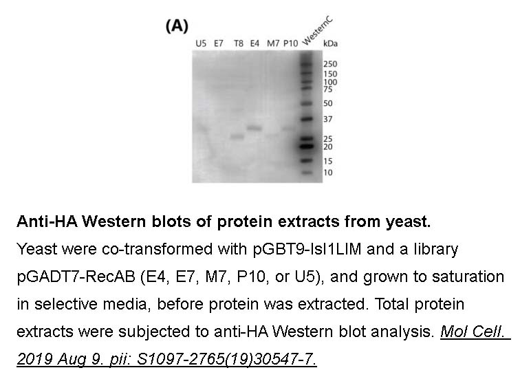 3X (DYKDDDDK) Peptide