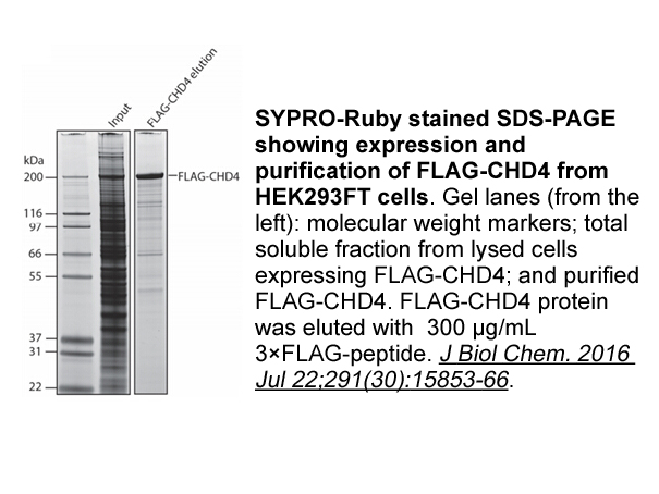 3X FLAG Peptide