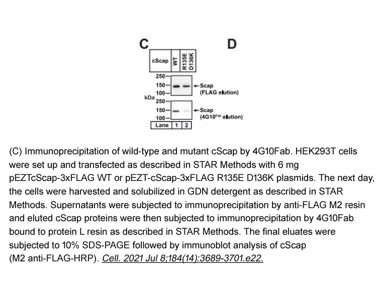 3X (DYKDDDDK) Peptide