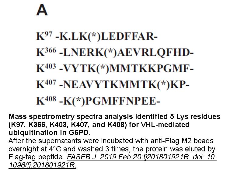 DYKDDDDK tag Peptide