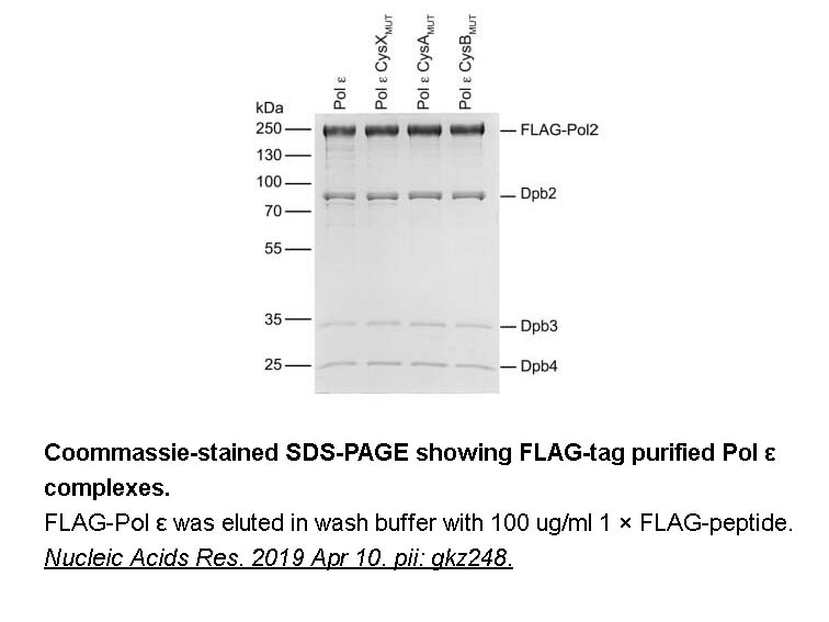 DYKDDDDK tag Peptide