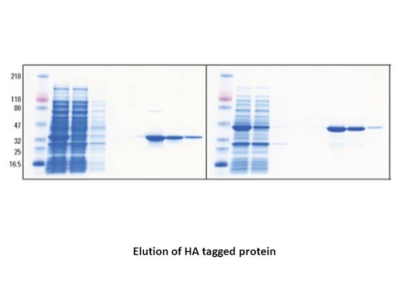 Influenza Hemagglutinin (HA) Peptide Influenza Hemagglutinin (HA) Peptide