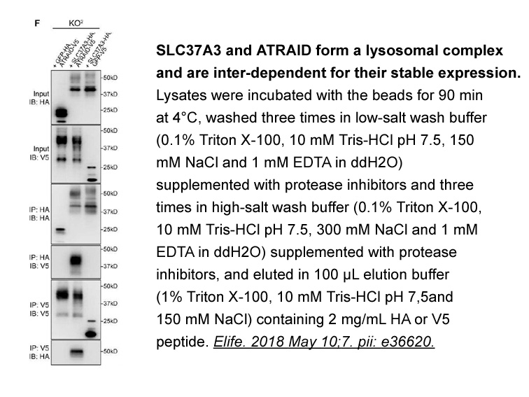 V5 Epitope Tag Peptide