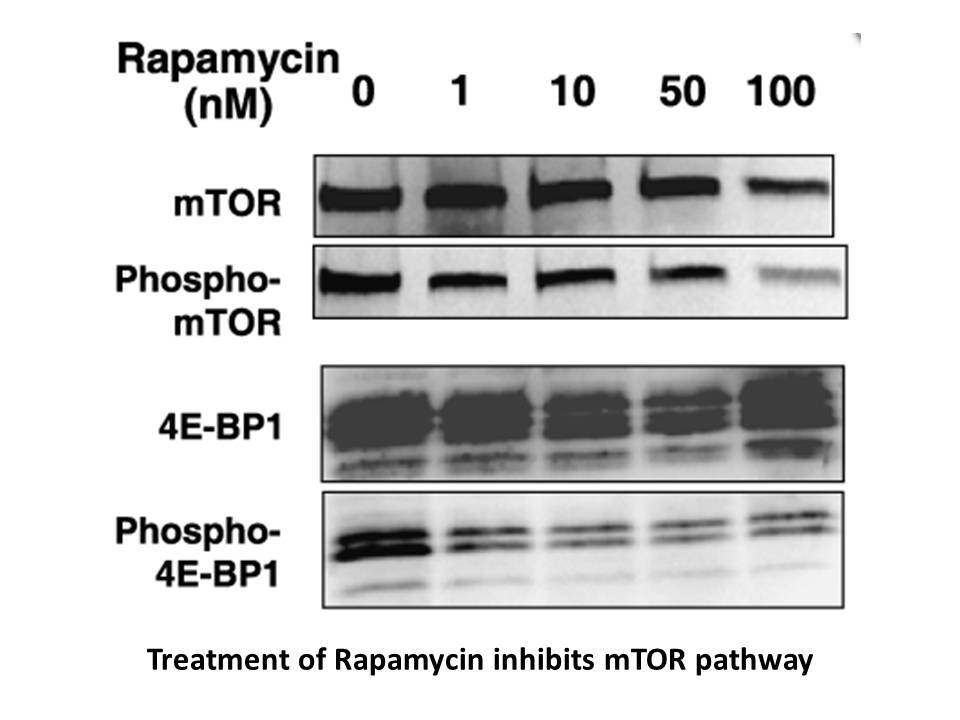 Rapamycin Rapamycin