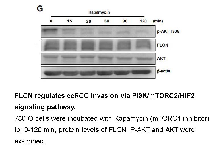 Rapamycin Rapamycin