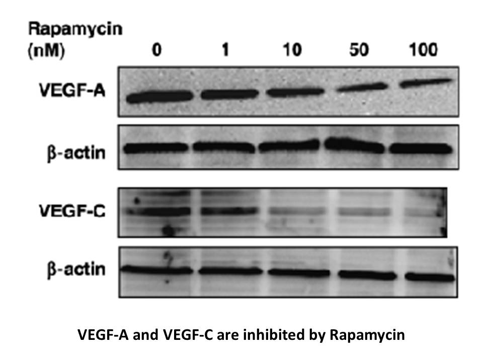 Rapamycin Rapamycin