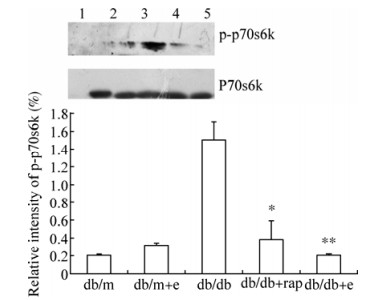 Everolimus (RAD001) Everolimus (RAD001)