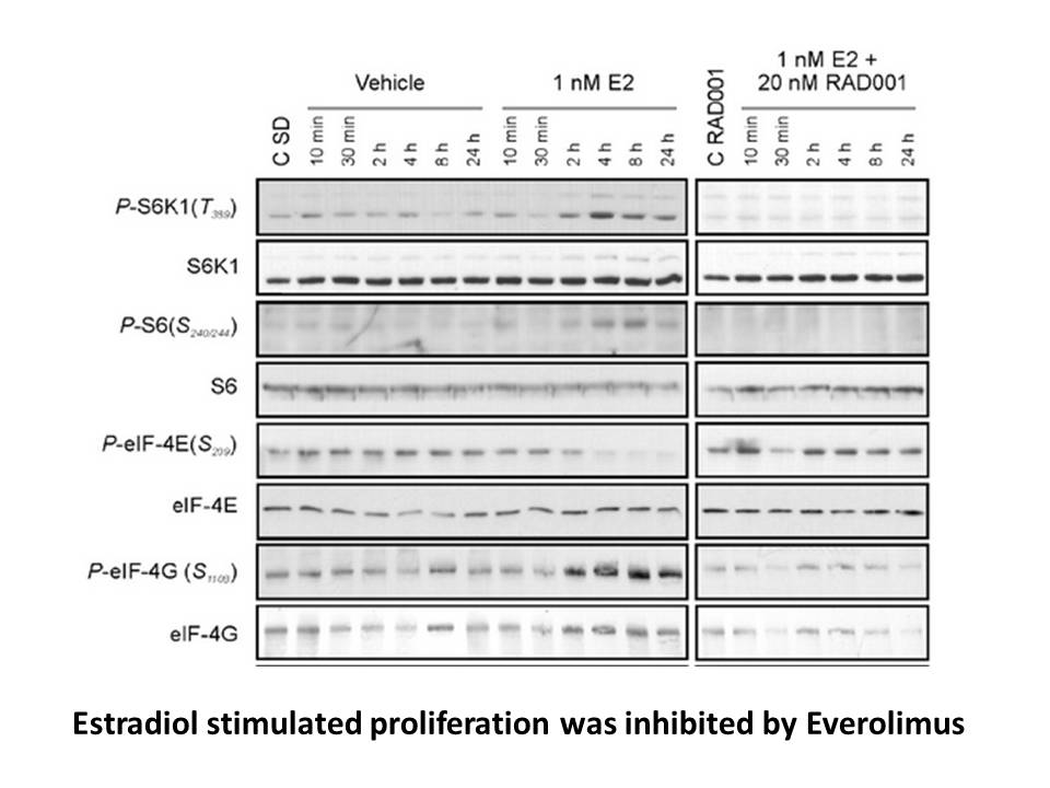 Everolimus (RAD001) Everolimus (RAD001)