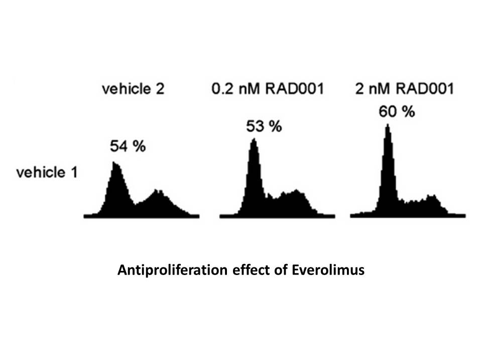 Everolimus (RAD001) Everolimus (RAD001)