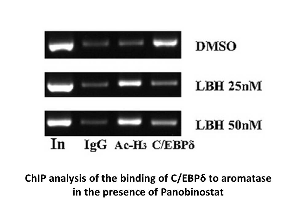Panobinostat (LBH589) Panobinostat (LBH589)
