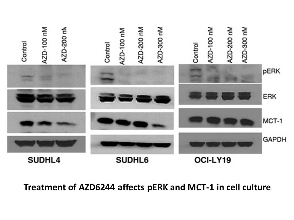 AZD6244 (Selumetinib)