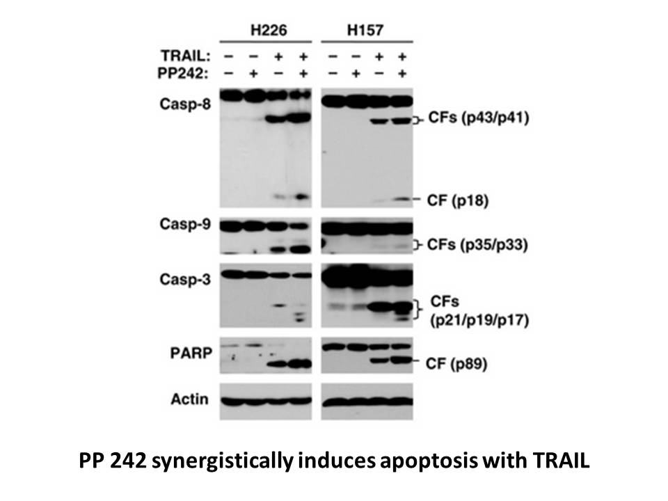 PP242