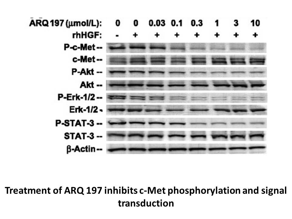 Tivantinib(ARQ 197)