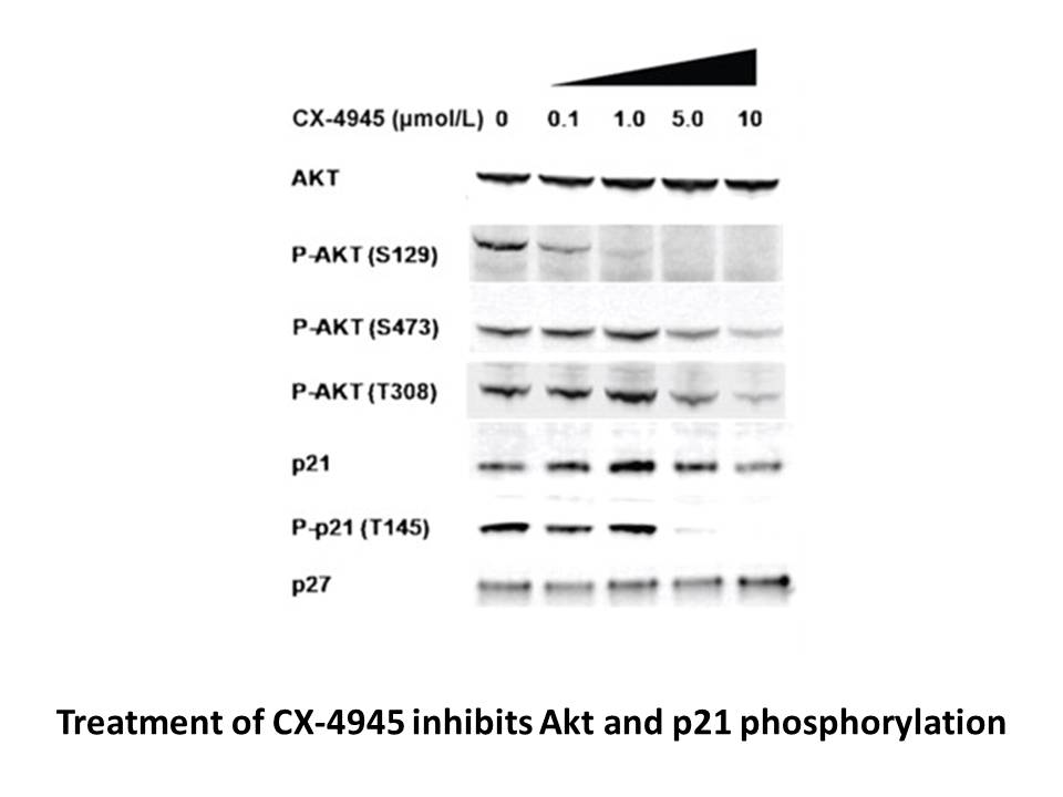 CX-4945 (Silmitasertib) CX-4945 (Silmitasertib)