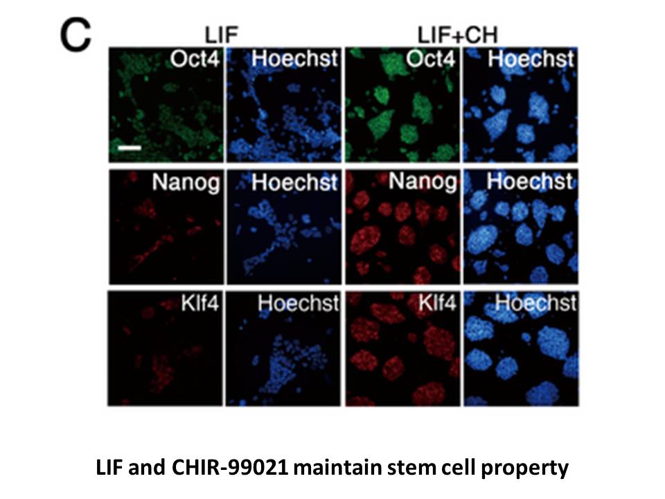 CHIR-99021(CT99021)HCl