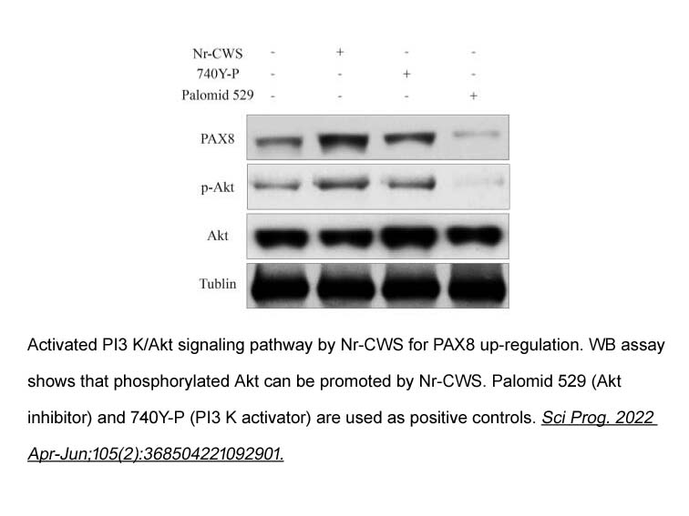 Palomid 529