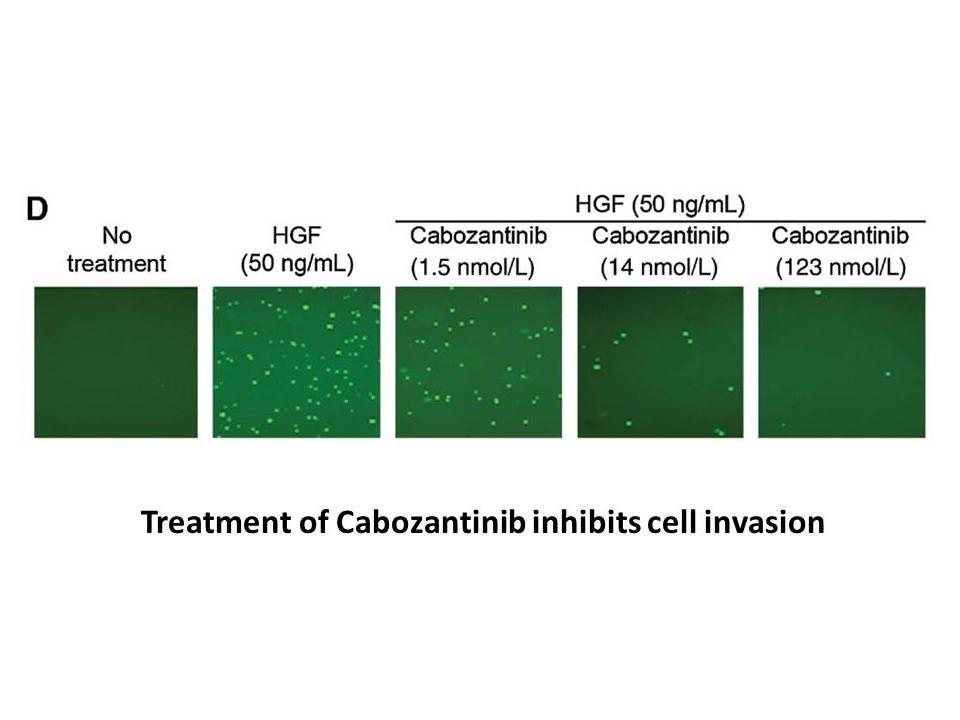 Cabozantinib malate (XL184)