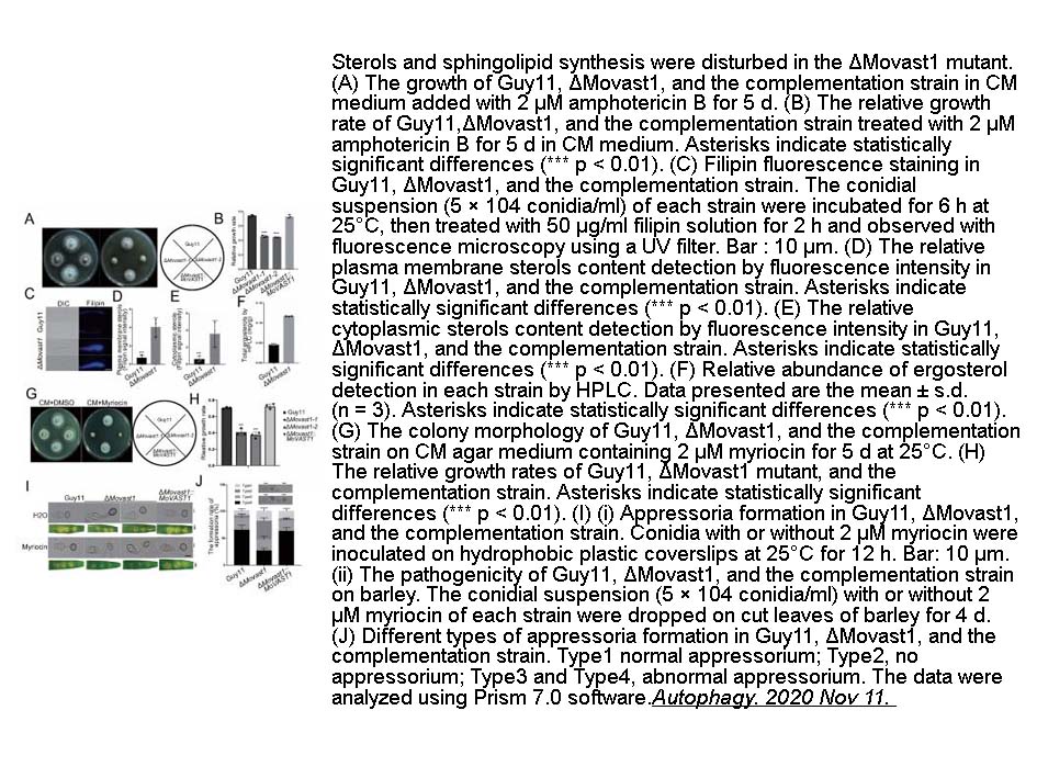 Amphotericin B