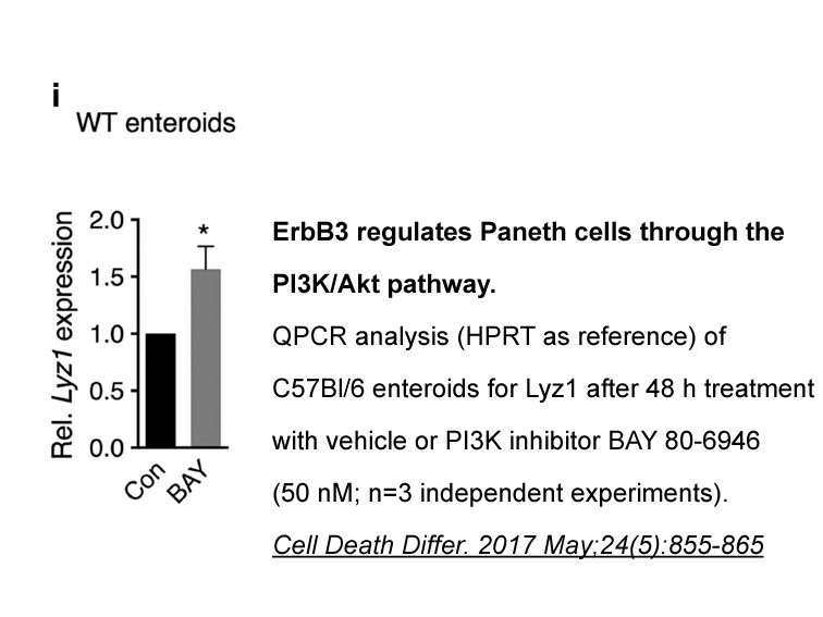 BAY 80-6946 (Copanlisib)