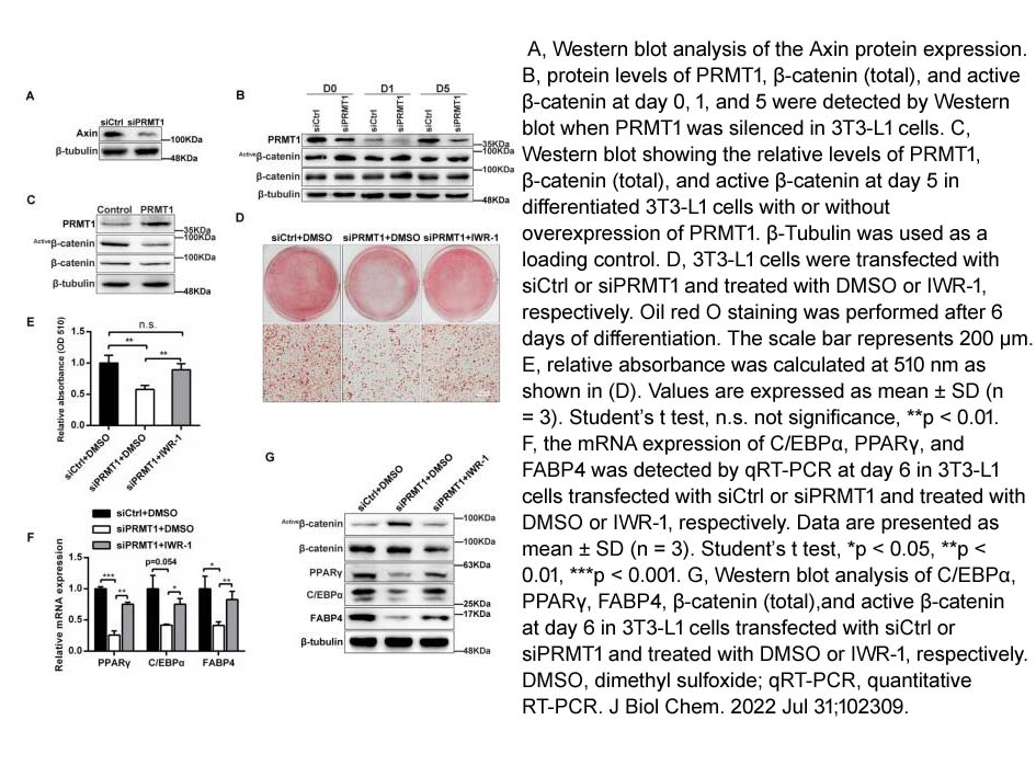 IWR-1-endo