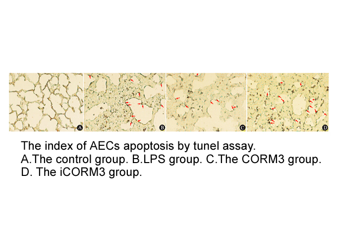 CORM-3