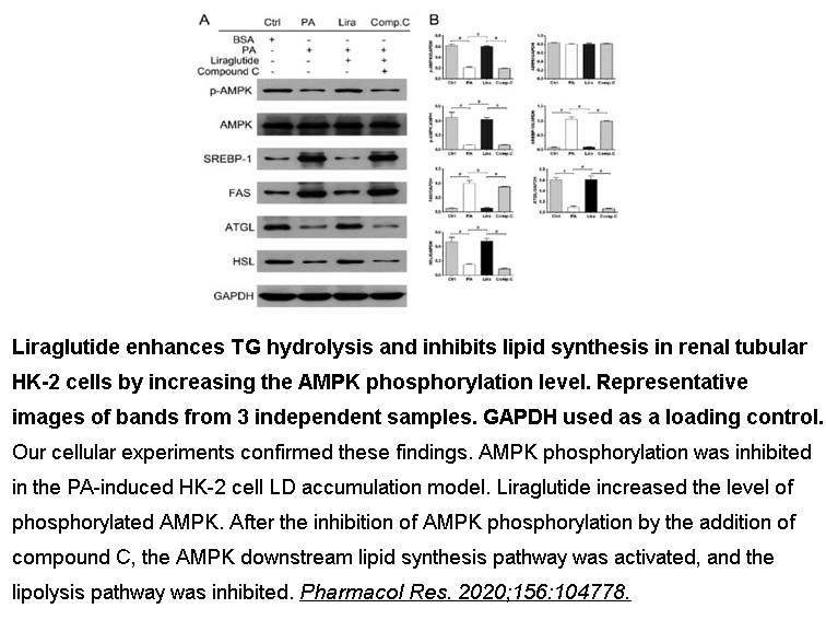 Liraglutide