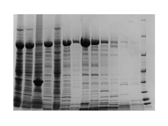 InstaBlue Protein Stain Solution